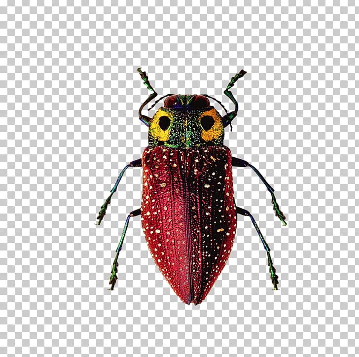 Insect Software Bug PNG, Clipart, Animal, Animal Prints, Animals, Aquarium Fish, Arthropod Free PNG Download