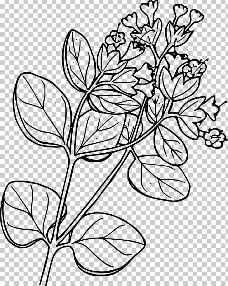 Plant Marvel-of-peru PNG, Clipart,  Free PNG Download
