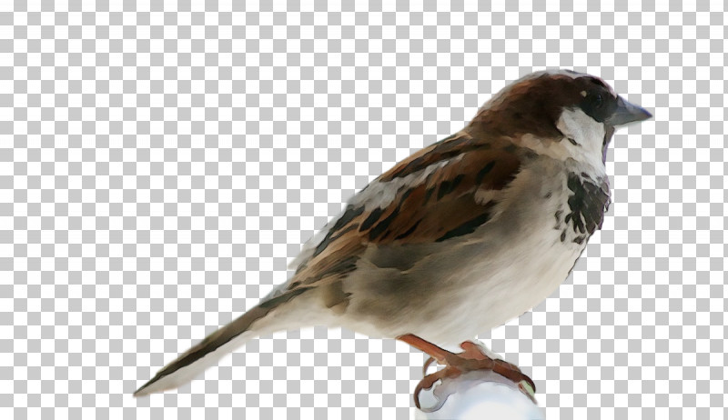 Feather PNG, Clipart, American Sparrows, Beak, Biology, Birds, Common Nightingale Free PNG Download