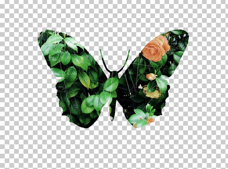 Butterfly Publicity Television Show PNG, Clipart, Advertising, Blue Butterfly, Butterflies, Butterfly, Butterfly Group Free PNG Download