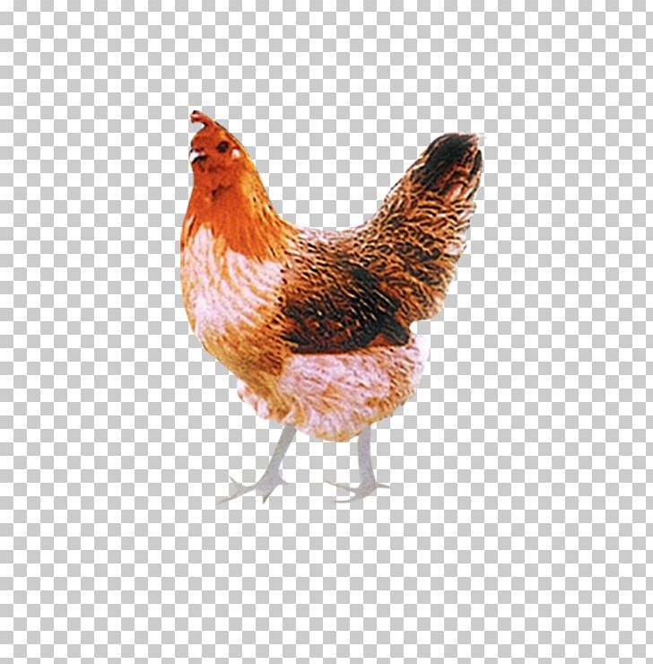 Chicken Poultry Rooster Livestock PNG, Clipart, Adobe Illustrator, Animal, Animals, Beak, Big Free PNG Download