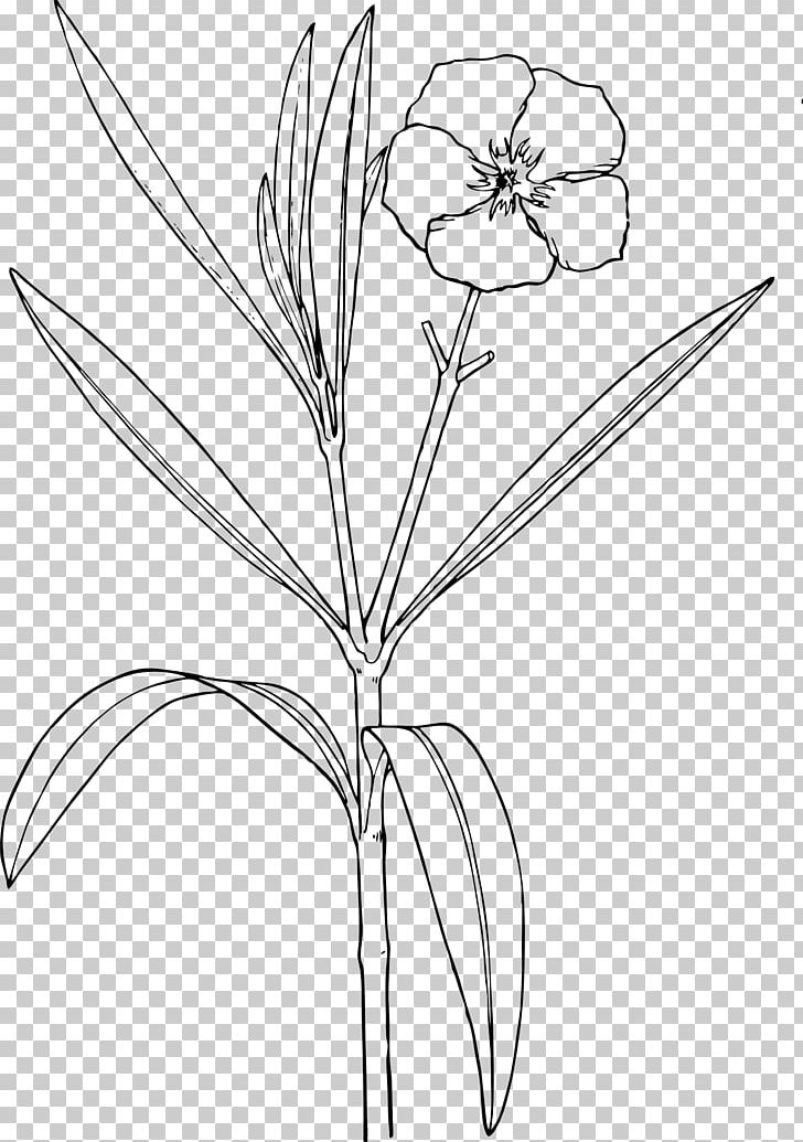 Oleander Nature Drawing And Design; Flower PNG, Clipart, Angle, Area, Black And White, Blossom, Branch Free PNG Download