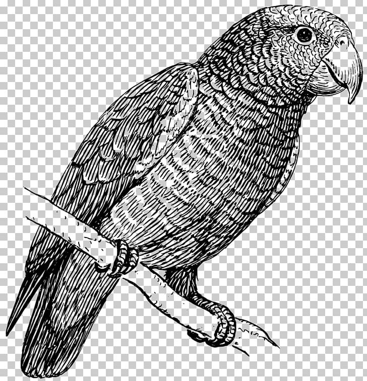 Parrot Bird Drawing PNG, Clipart, African Grey, Animals, Beak, Bird, Bird Of Prey Free PNG Download
