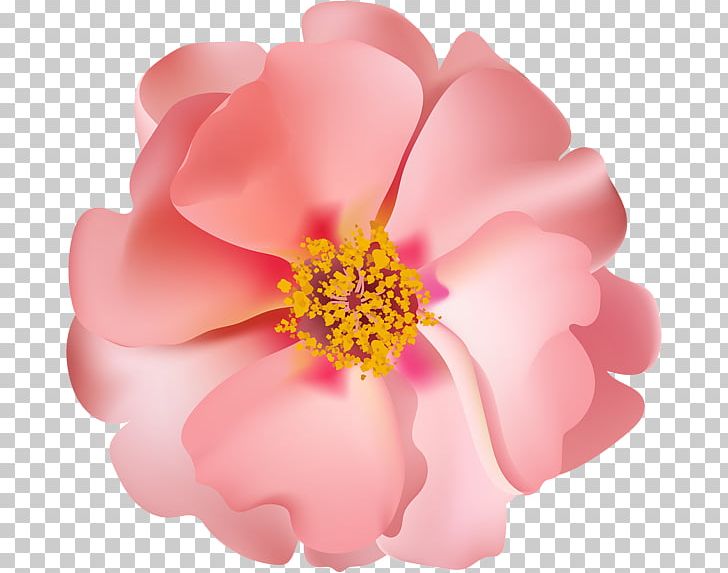 Rose PNG, Clipart, Art, Clip, Desktop Wallpaper, Diagram, Floral Design Free PNG Download