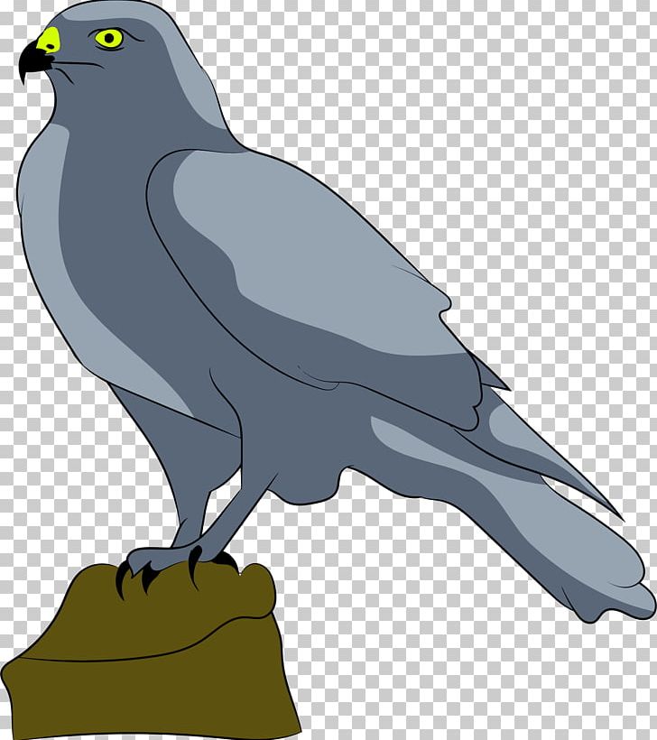 Bird Falcon Drawing PNG, Clipart, Animal, Animals, Beak, Bird, Bird Of Prey Free PNG Download