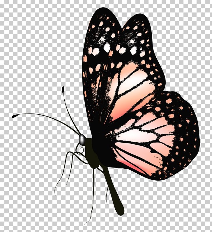 Butterfly PNG, Clipart, Arthropod, Brush Footed Butterfly, Butterflies, Butterflies And Moths, Butterfly Free PNG Download