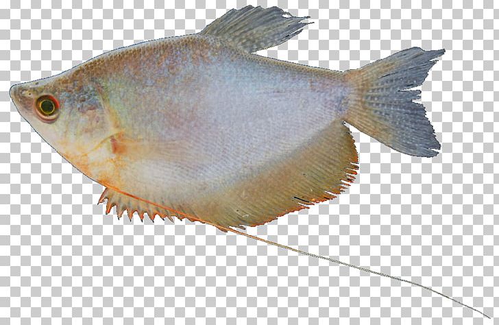 Freshwater Fish Fresh Water Ornamental Fish Bluespot Mullet PNG, Clipart, Animals, Aquariums, Brackish Water, Catfish, Clarias Free PNG Download