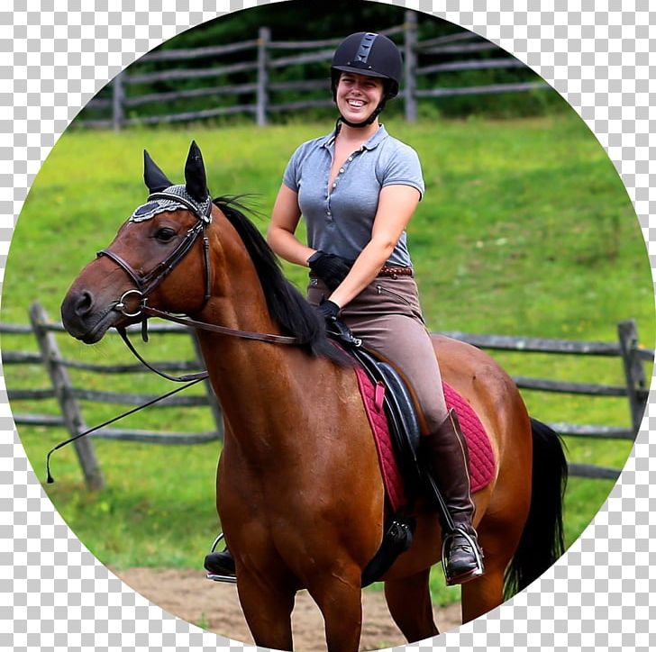 Hunt Seat Horse Training Bridle Equestrian PNG, Clipart, Animals, Arkansas, Dressage, English Riding, Equestrian Free PNG Download