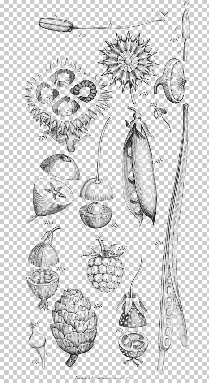 Practical Botany For Gardeners: Over 3 PNG, Clipart, Arm, Art, Artwork, Black And White, Bone Free PNG Download