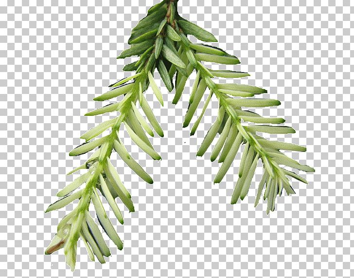 Spruce Pine Family Plant Stem Twig PNG, Clipart, Branch, Conifer, Evergreen, Fir, Others Free PNG Download