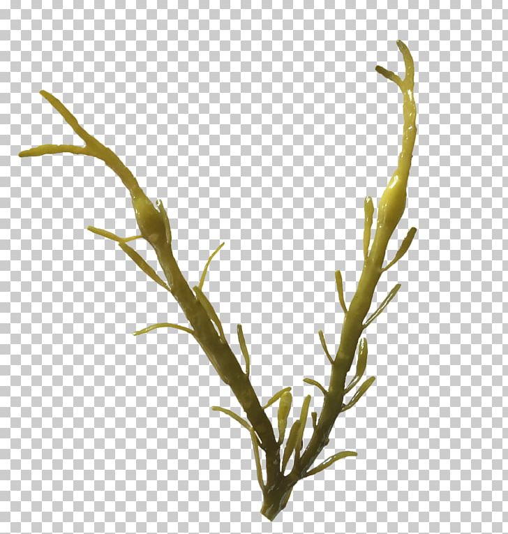 Ascophyllum Nodosum Seaweed Brown Algae Bladder Wrack PNG, Clipart, Algae, Ascophyllum, Ascophyllum Nodosum, Bladder Wrack, Branch Free PNG Download