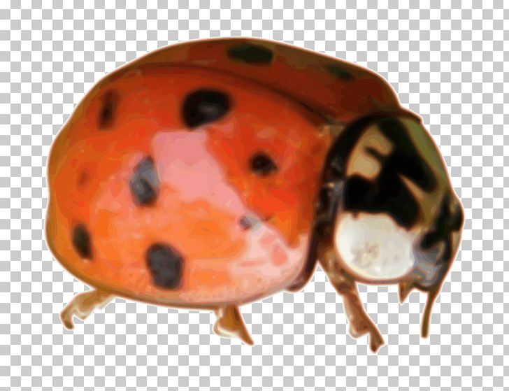 Beetle Ladybird Coccinella PNG, Clipart, Animal, Animals, Arthropod, Beetle, Coccinella Free PNG Download
