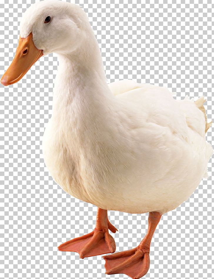 Duck Hunt Donald Duck American Pekin PNG, Clipart, American Pekin, Animals, Beak, Bird, Computer Icons Free PNG Download