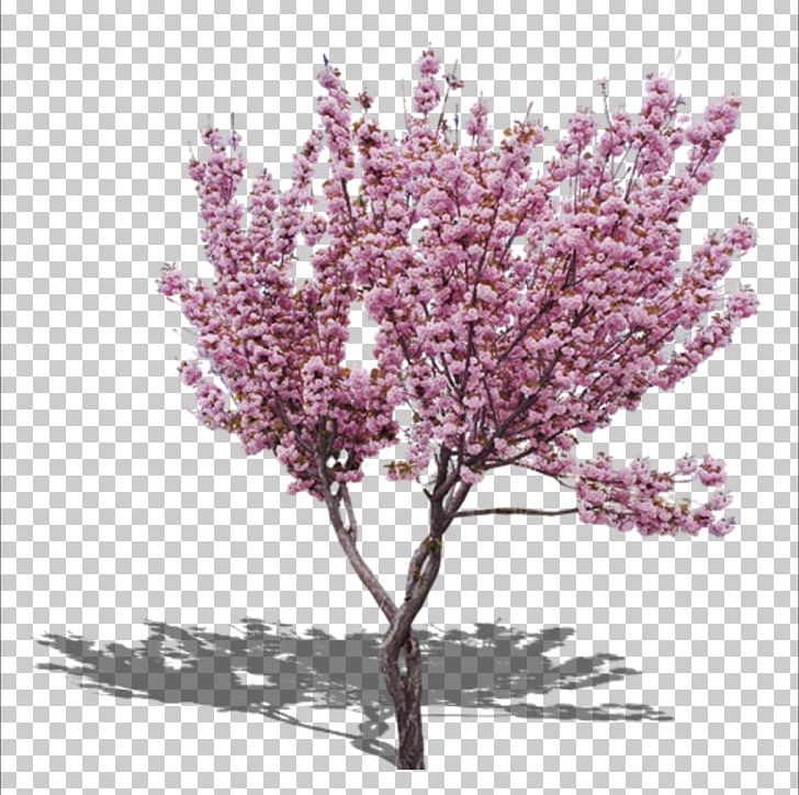 The Pink Peach Tree Cherry Blossom PNG, Clipart, Autumn Tree, Blossom, Branch, Cherry, Christmas Tree Free PNG Download