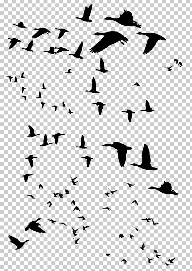 Beak Bird Migration Water Bird PNG, Clipart, Animal Migration, Animals, Beak, Bird, Bird Migration Free PNG Download