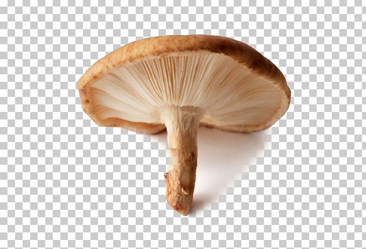 Pleurotus Eryngii Shiitake Edible Mushroom Common Mushroom PNG, Clipart, Agaricaceae, Antiviral Drug, Common Mushroom, Edible Mushroom, Ingredient Free PNG Download