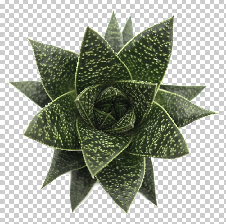 Soil Haworthia Gasteria Armstrongii Succulent Plant Gasteria Glomerata PNG, Clipart, Cactaceae, Clay, Flora, Flower, Gasteria Free PNG Download