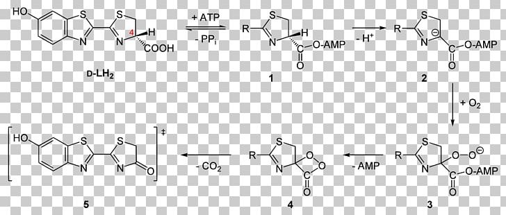 Firefly Luciferin Chemistry Luciferase PNG, Clipart, Angle, Area, Auto Part, Black And White, Chemical Reaction Free PNG Download
