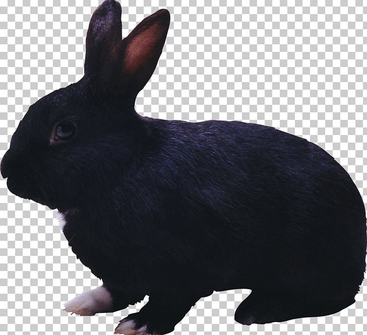 Hare Easter Bunny Rabbit PNG, Clipart, Animal, Animals, Arbol, Biodiversidad, Cottontail Rabbit Free PNG Download