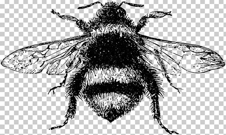 Honey Bee Insect Drawing PNG, Clipart, Art, Arthropod, Bee, Black And White, Bombus Lucorum Free PNG Download