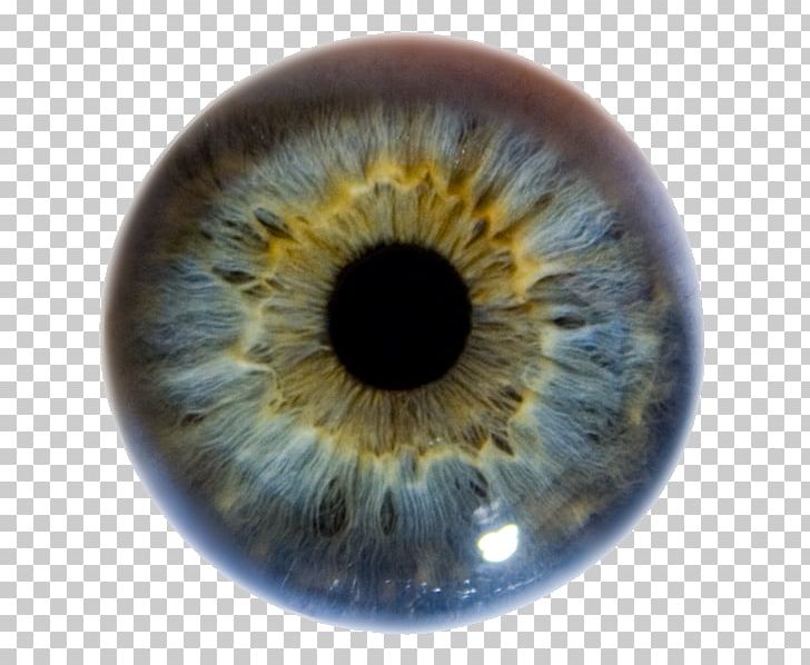 Iris Human Eye Pupil Eye Color PNG, Clipart, Achi, Agar, Bekar, Closeup, Color Free PNG Download