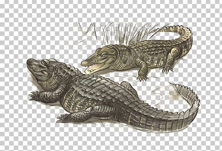 Nile Crocodile American Alligator Fauna PNG, Clipart, Alligator, Alligators, American Alligator, Animals, Crocodile Free PNG Download