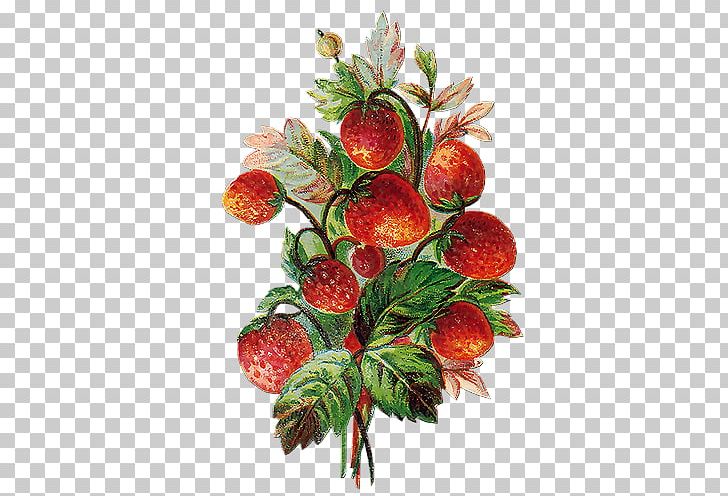 Strawberry Fruit Vegetable Cherry PNG, Clipart, Auglis, Berry, Bunch, Food, Fragaria Free PNG Download