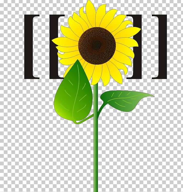 Sunflowers Sunflower Seed Cut Flowers Plant Stem PNG, Clipart, Cut Flowers, Daisy Family, Flower, Flowering Plant, Flowerpot Free PNG Download
