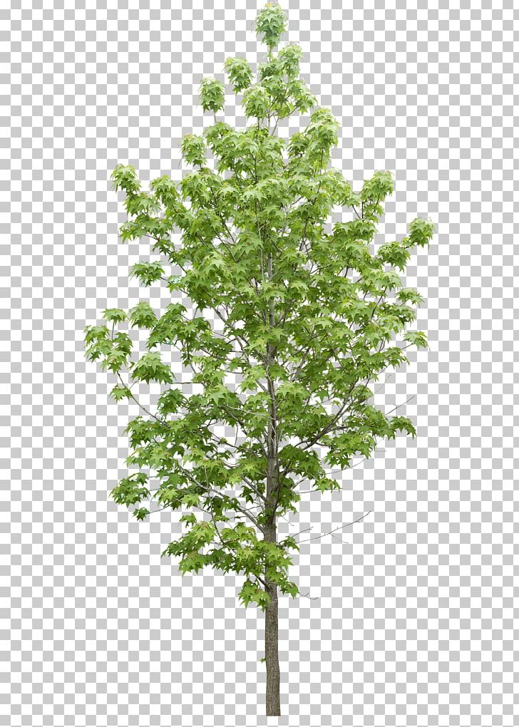 Tree Plant Data Icon PNG, Clipart, Autumn Tree, Branch, Christmas Tree, Data, Data Compression Free PNG Download
