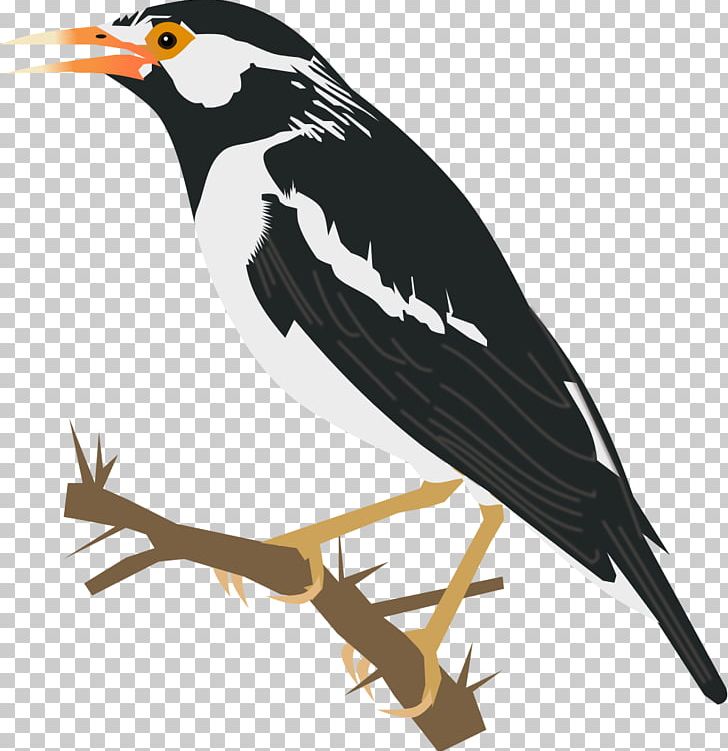 Common Starling Bird Asian Koel Heron PNG, Clipart, Animals, Asian Koel, Beak, Bird, Bird Vocalization Free PNG Download