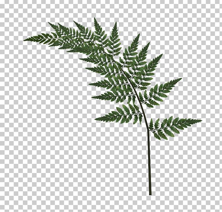 Tree Fern Bay Laurel PNG, Clipart, Adobe Flash, Bay Laurel, Branch, Computer Icons, Download Free PNG Download