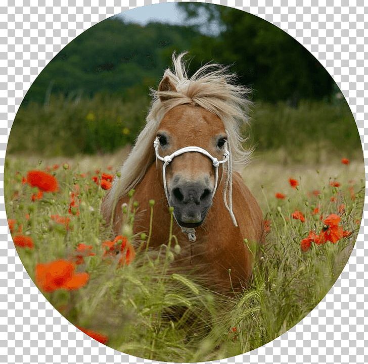 American Shetland Pony Mustang Mane PNG, Clipart, 500px, Book, Equestrian, Grass, Halter Free PNG Download