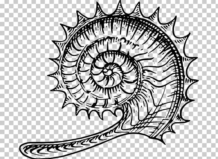 Ammonites PNG, Clipart, Ammonites, Area, Art, Artwork, Black And White Free PNG Download