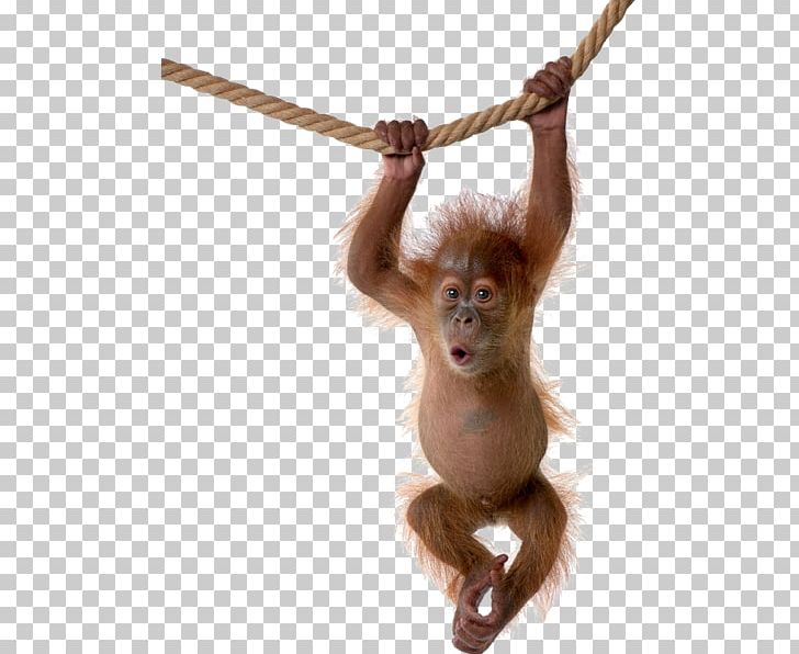 Chimpanzee Sumatran Orangutan Sumatran Orangutan Monkey PNG, Clipart, Animal, Ape, Chimpanzee, Fur, Great Ape Free PNG Download