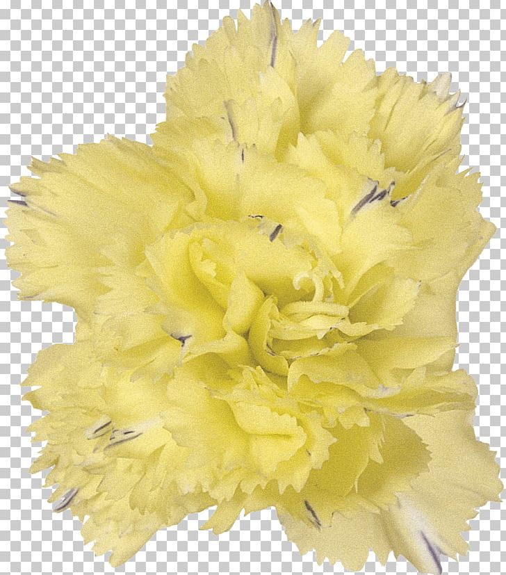 Cut Flowers Photography Plant PNG, Clipart, Advertising, Black And White, Carnation, Cut Flowers, Flower Free PNG Download