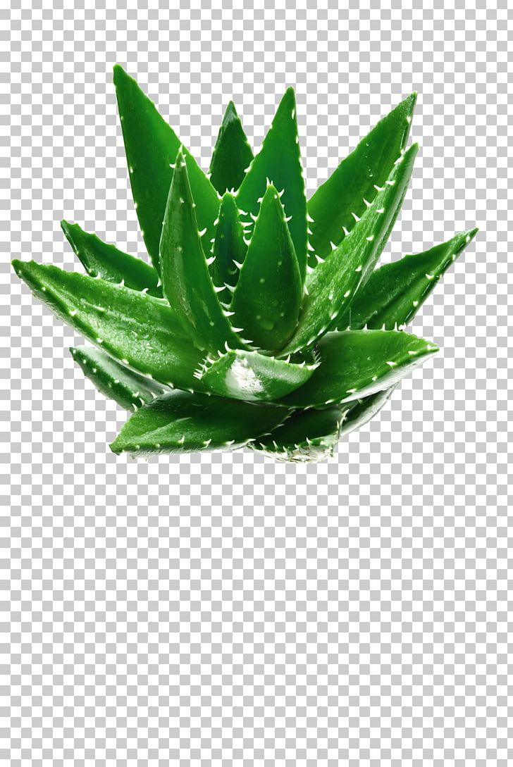 Aloe Vera Green Leaf Plant PNG, Clipart, Agave, Aloe, Aloin, Background Green, Christmas Decoration Free PNG Download