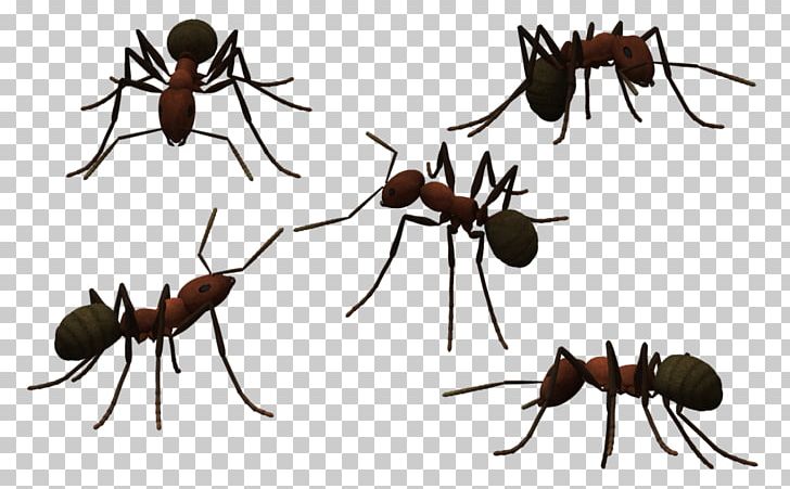 Ant Insect PNG, Clipart, Aerials, Animals, Ant, Antenna, Arthropod Free PNG Download