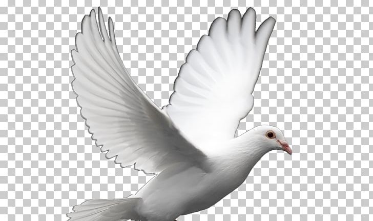 Columbidae Homing Pigeon Doves As Symbols English Carrier Pigeon Bird PNG, Clipart, Animal, Animals, Animation, Beak, Bird Free PNG Download