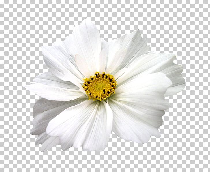 Cut Flowers Chrysanthemum Plant White PNG, Clipart, Abstract Flowers, Abstraction, Annual Plant, Black And White, Chamaemelum Nobile Free PNG Download
