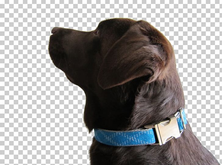 Dog Breed Dog Collar Puppy PNG, Clipart, Animals, Blue Dog, Breed, Burdastyle, Collar Free PNG Download