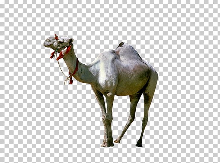 Dromedary Camelids Yandex Search PNG, Clipart, Arabian Camel, Camel, Camelids, Camel Like Mammal, Camels Free PNG Download
