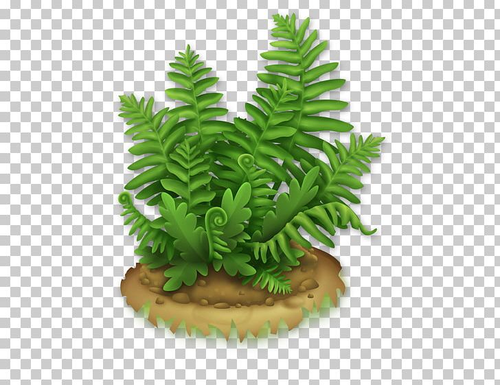 Hay Day Wikia PNG, Clipart, Aquarium Decor, Fern, Flowerpot, Grass, Hay Day Free PNG Download