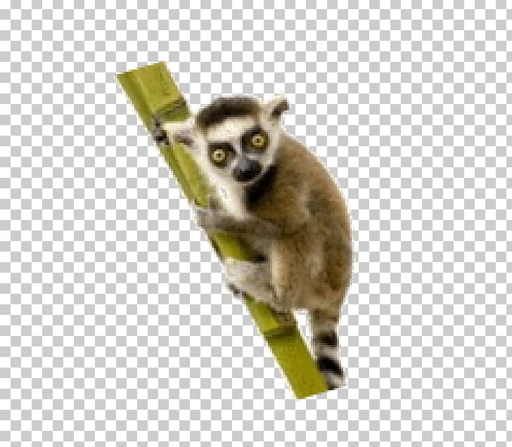 Lemurs Blu-ray Disc Madagascar BBC Earth Television Show PNG, Clipart, Bbc, Bbc Earth, Bluray Disc, Dvd, Lemur Free PNG Download
