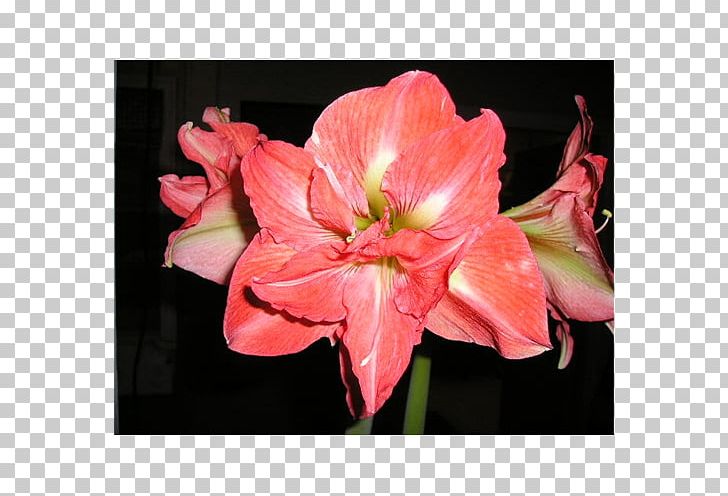 Amaryllis Jersey Lily Lily Of The Incas Cut Flowers Belladonna PNG, Clipart, Alstroemeriaceae, Amaryllis, Amaryllis Belladonna, Amaryllis Family, Belladonna Free PNG Download