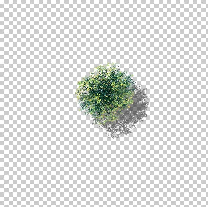 Tree Icon PNG, Clipart, Camphor Tree, Cottonwood, Decorative Patterns, Design, Download Free PNG Download