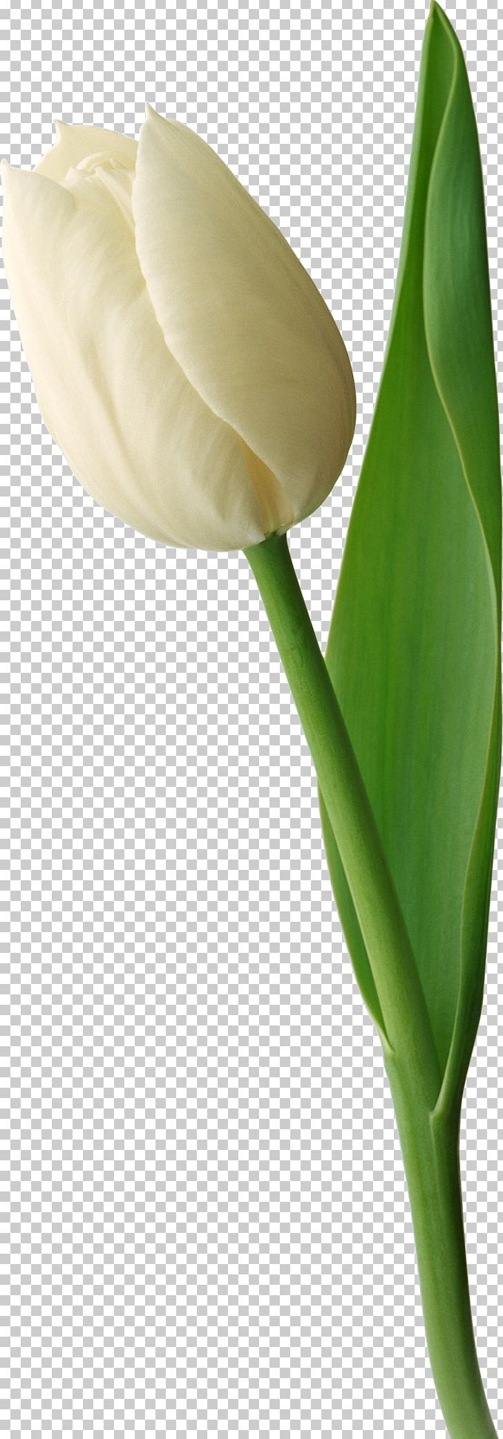 Tulip Flower Photography Transvaal Daisy Love PNG, Clipart, Arum, Black And White, Bud, Bulb, Color Free PNG Download