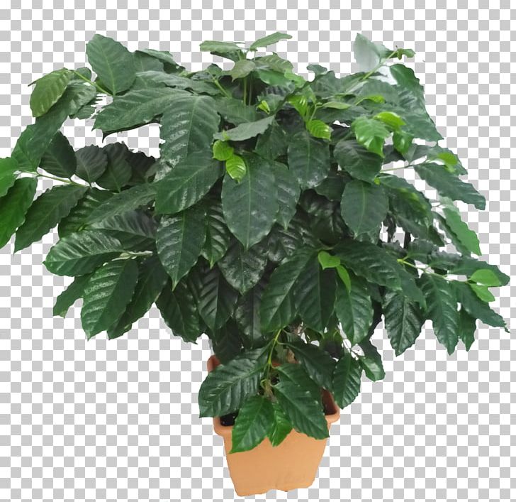 Houseplant Leaf Arabica Coffee Flowerpot PNG, Clipart, Arabica Coffee, Coffea, Community, February 27, Flower Free PNG Download