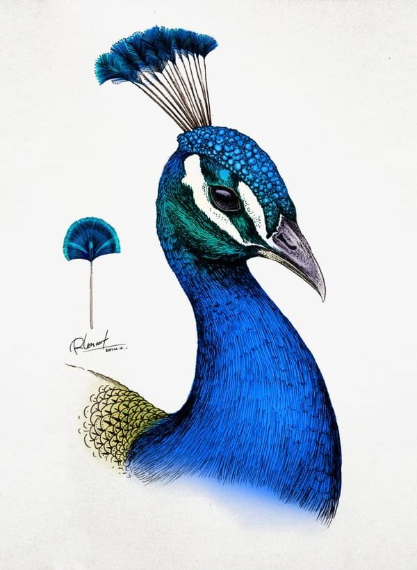 Peacock PNG, Clipart, Animal, Beak, Beauty In Nature, Bird, Blue Free PNG Download
