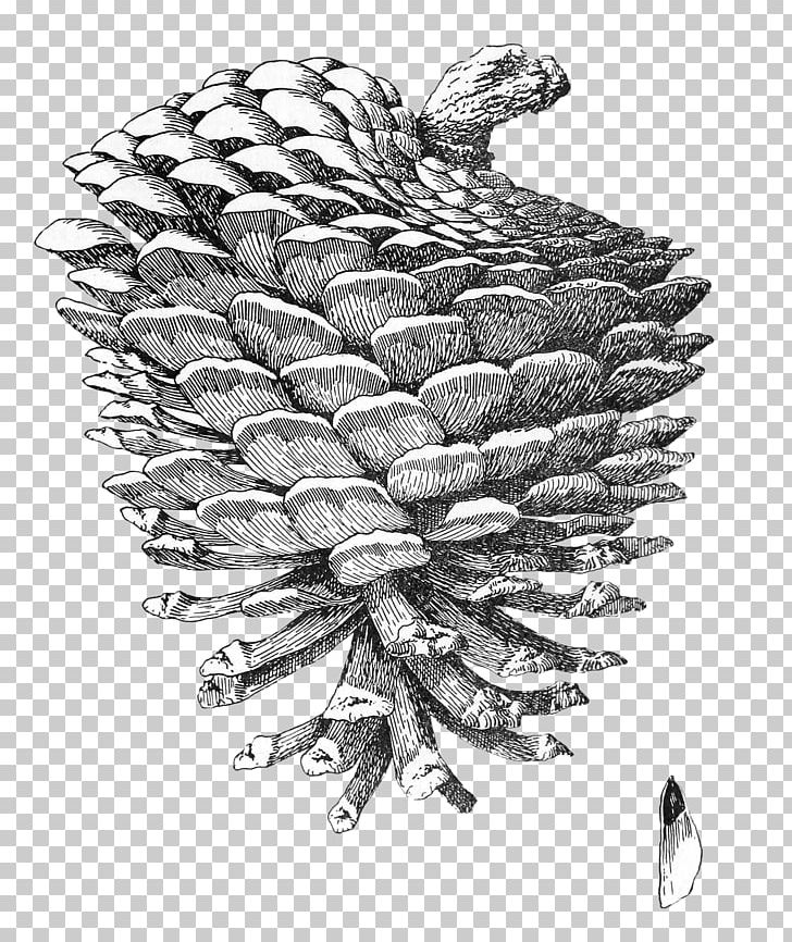 Pine Drawing PNG, Clipart, Art, Black And White, Clip Art, Conifer, Conifer Cone Free PNG Download