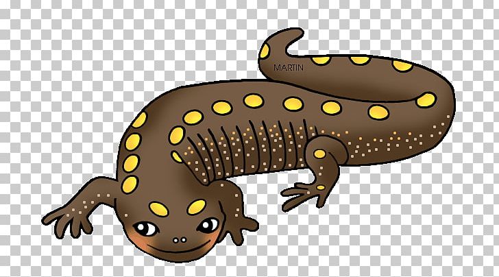 Salamander Newt Frog PNG, Clipart, Amphibian, Amphibians, Clip Art, Fauna, Fire Salamander Free PNG Download